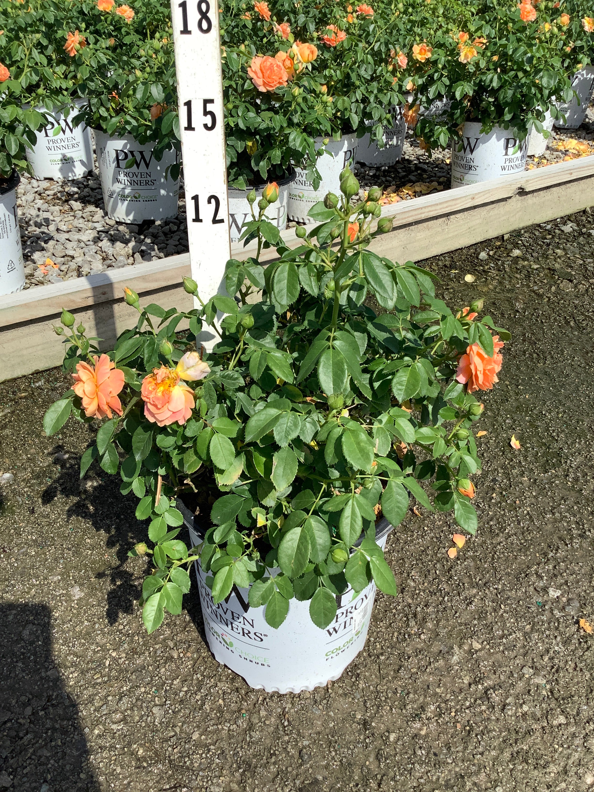 Rosa 'S At Last'