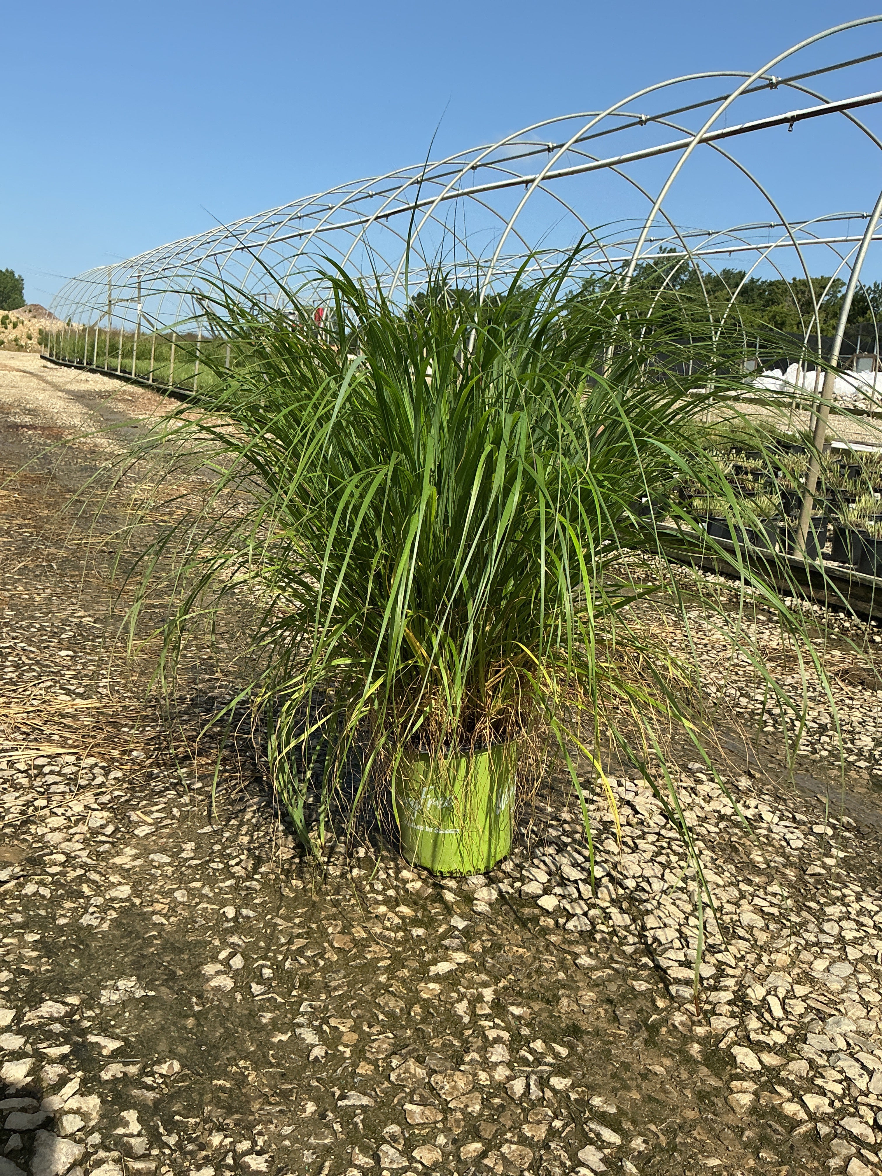 Pennisetum 'Pe. Al. Cayenne'