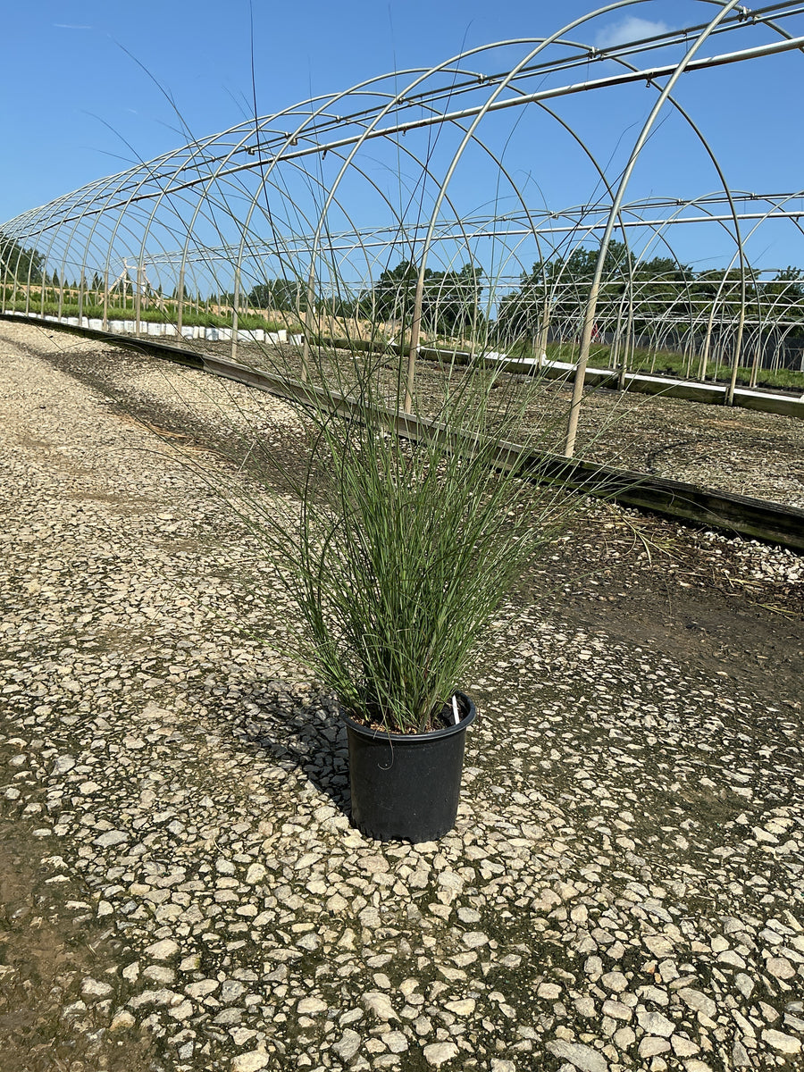 Miscanthus sinensis 'Gracillimus' â€” 19CM