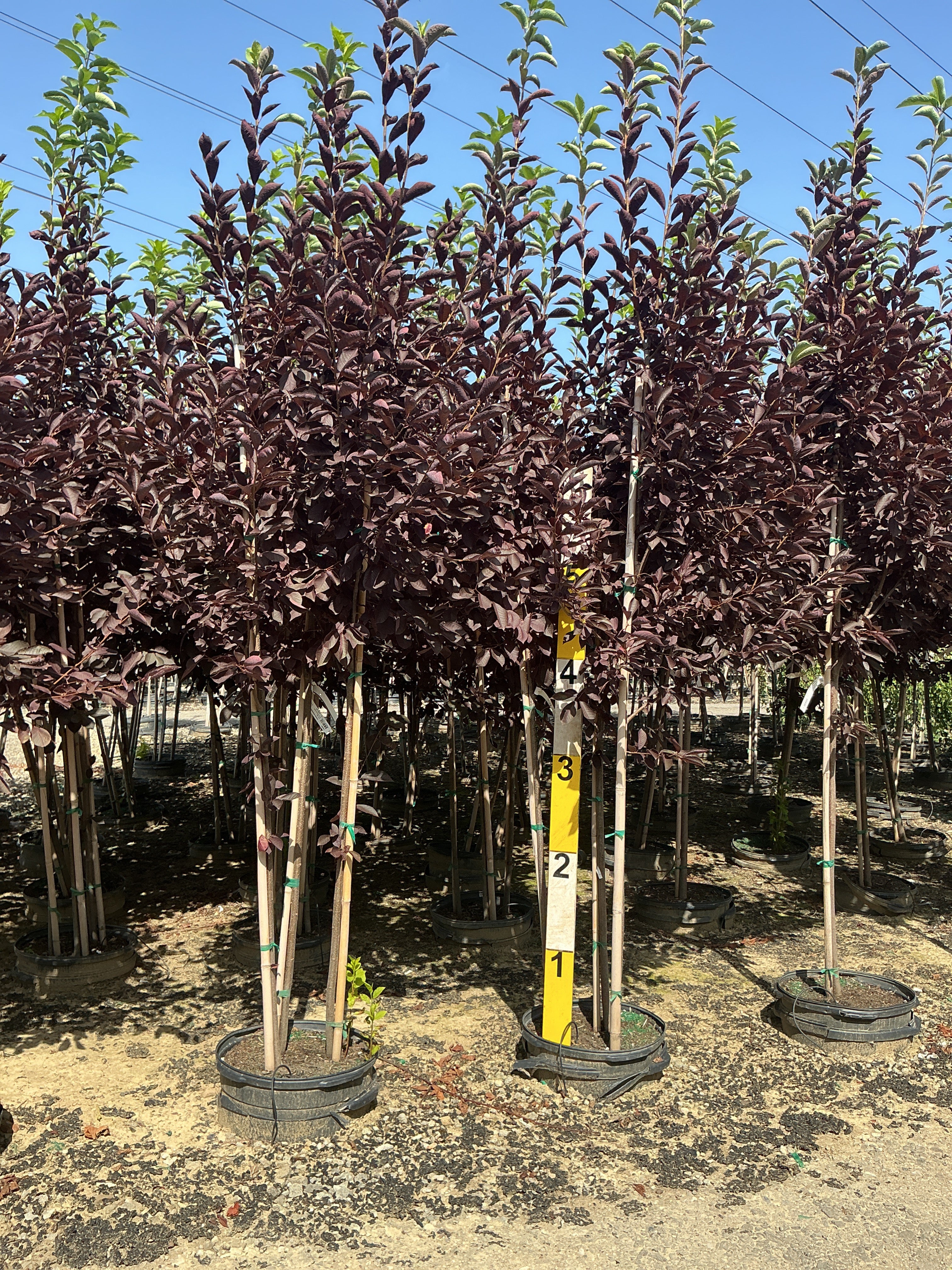 Prunus virginiana 'Schubert'