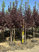 Prunus virginiana 'Schubert'