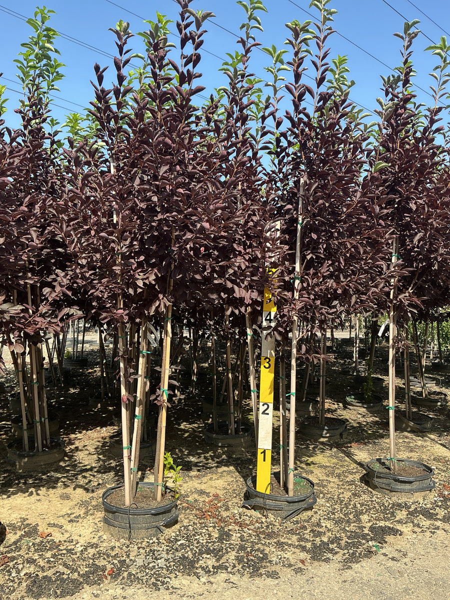 Prunus virginiana 'Schubert' â€” G15 72
