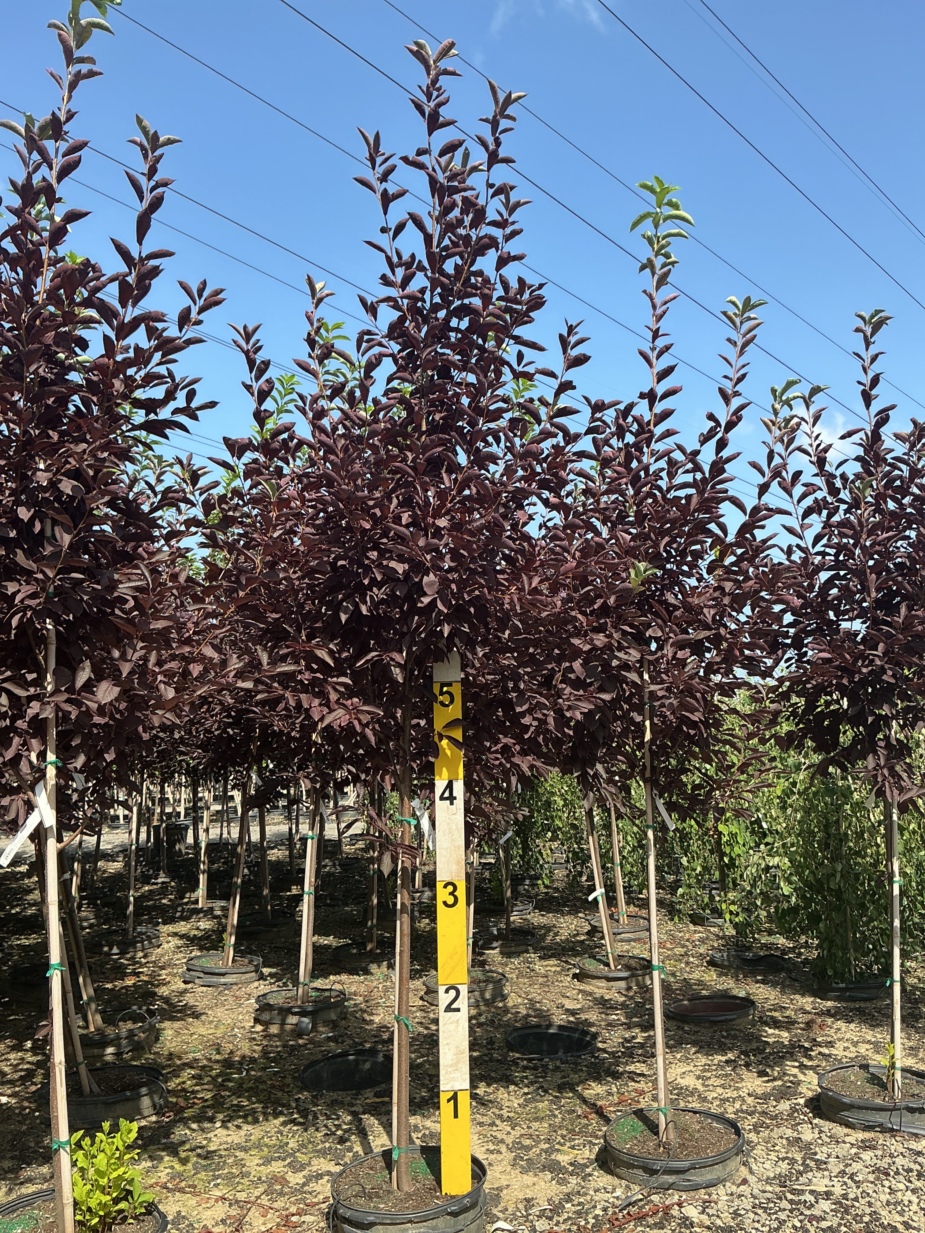 Prunus virginiana 'Schubert'