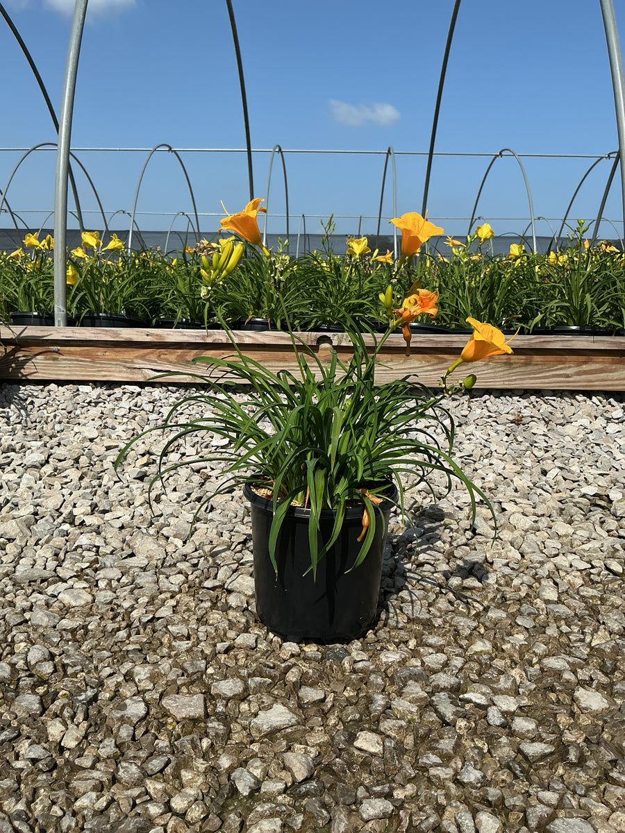 Hemerocallis stella 'Stella d'Oro' â€” 19CM/G1