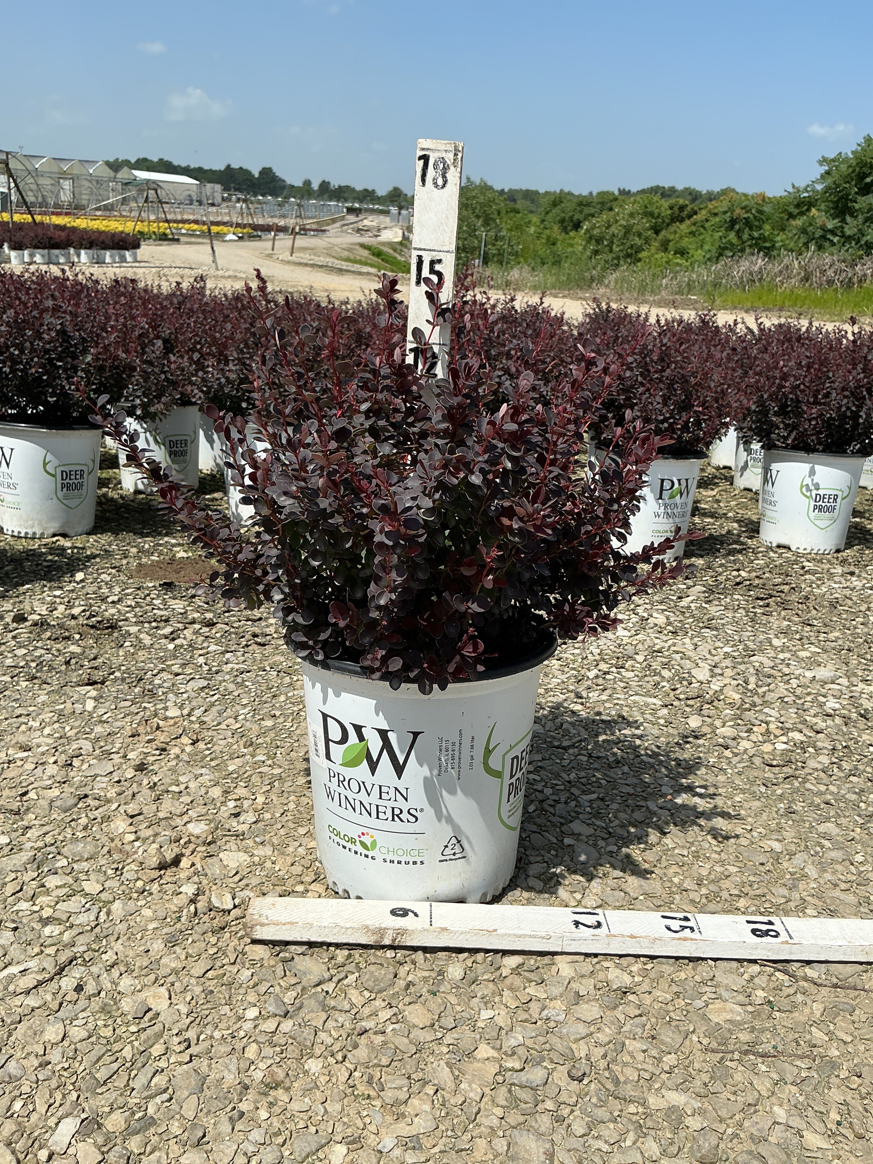 Berberis thunbergii 'Sunjoy Mini Maroon'