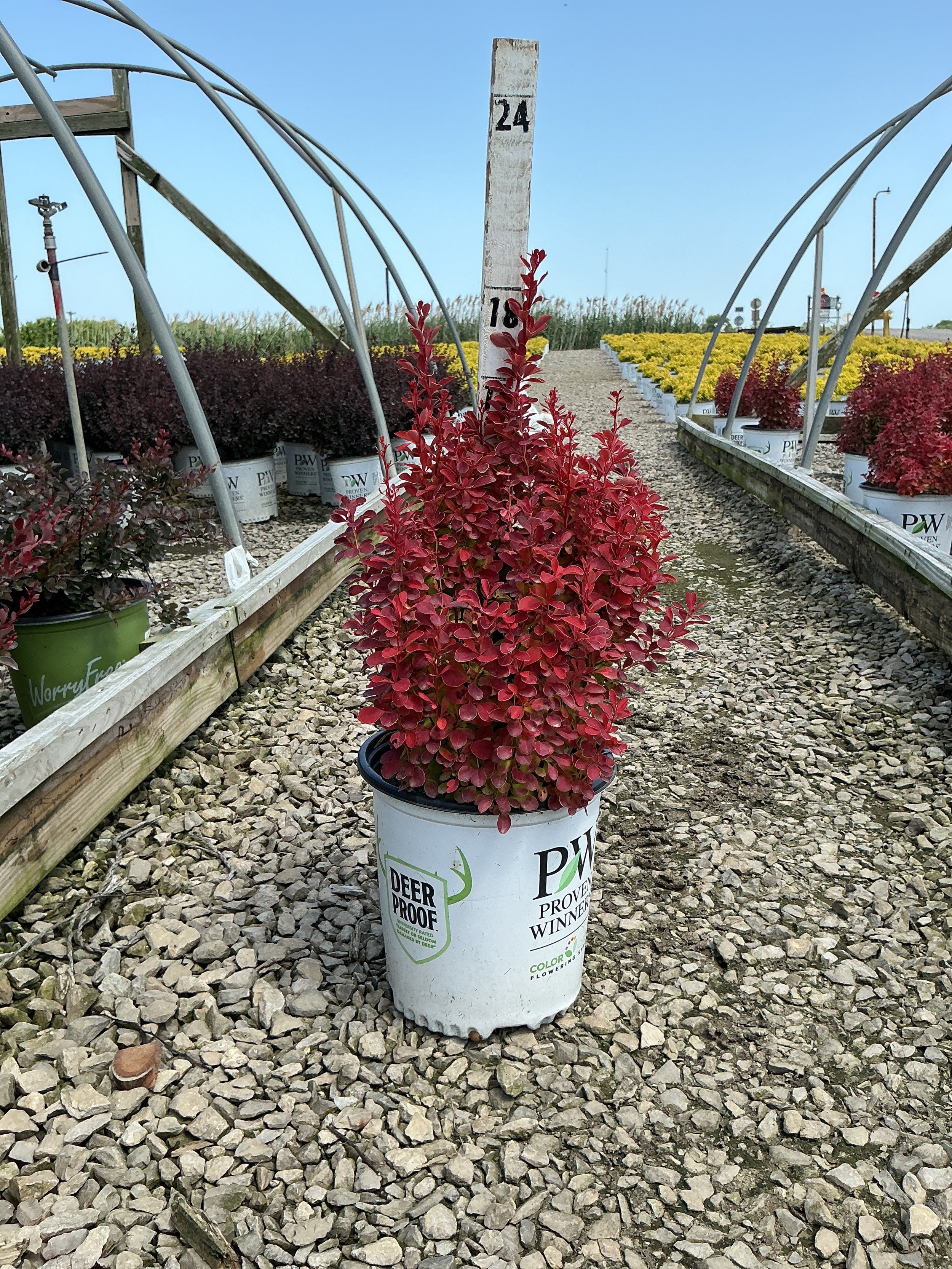 Berberis thunbergii 'Sunjoy Orange Pillar'