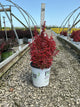 Berberis thunbergii 'Sunjoy Orange Pillar'