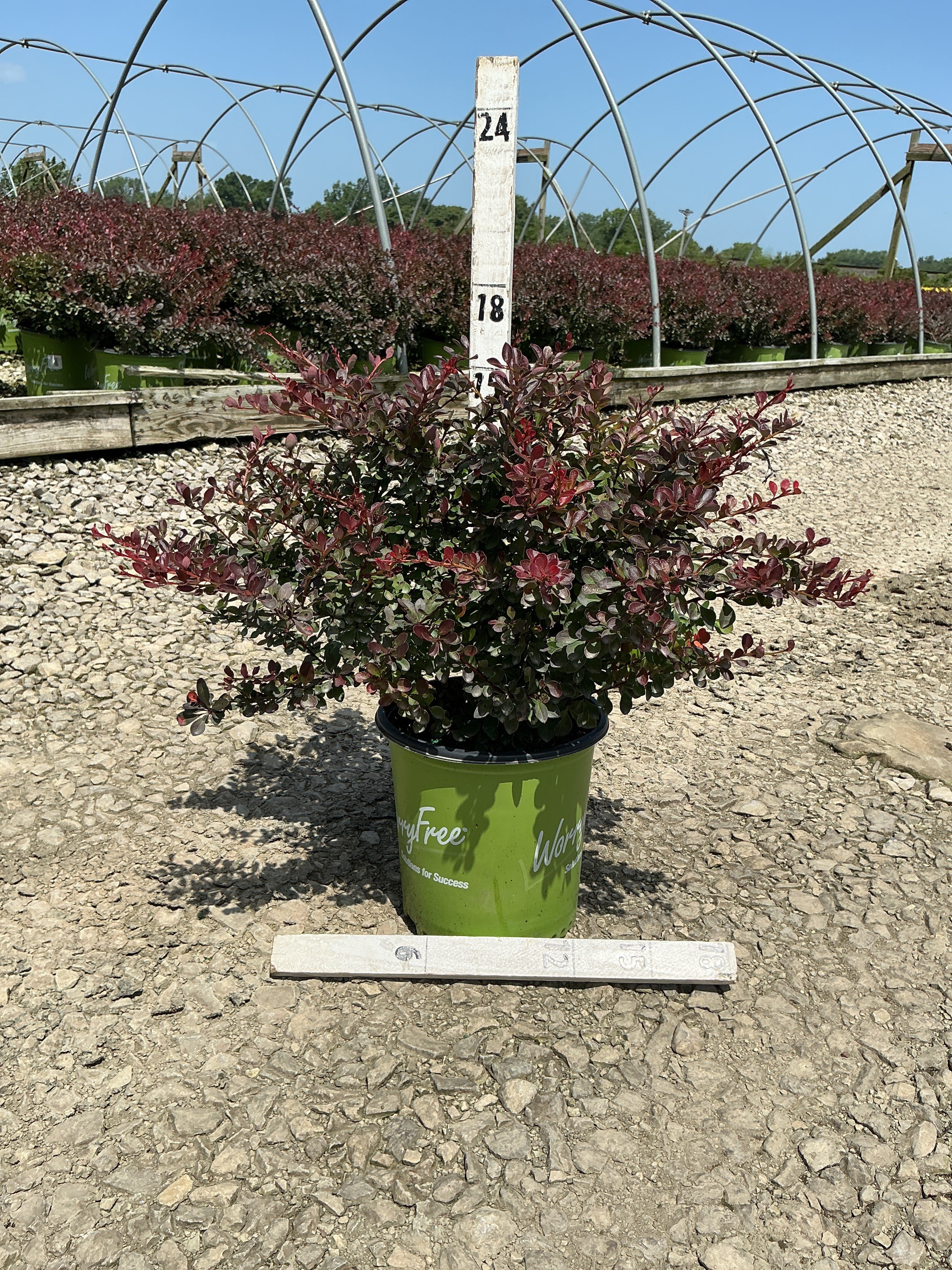Berberis thunbergii 'Crimson Cutie'