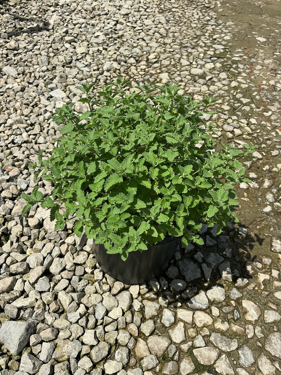 Nepeta faassenii 'Walker's Low' â€” 19CM