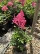 Astilbe japonica 'Rheinland'