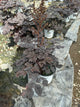 Astilbe 'Dark Side of the Moon'