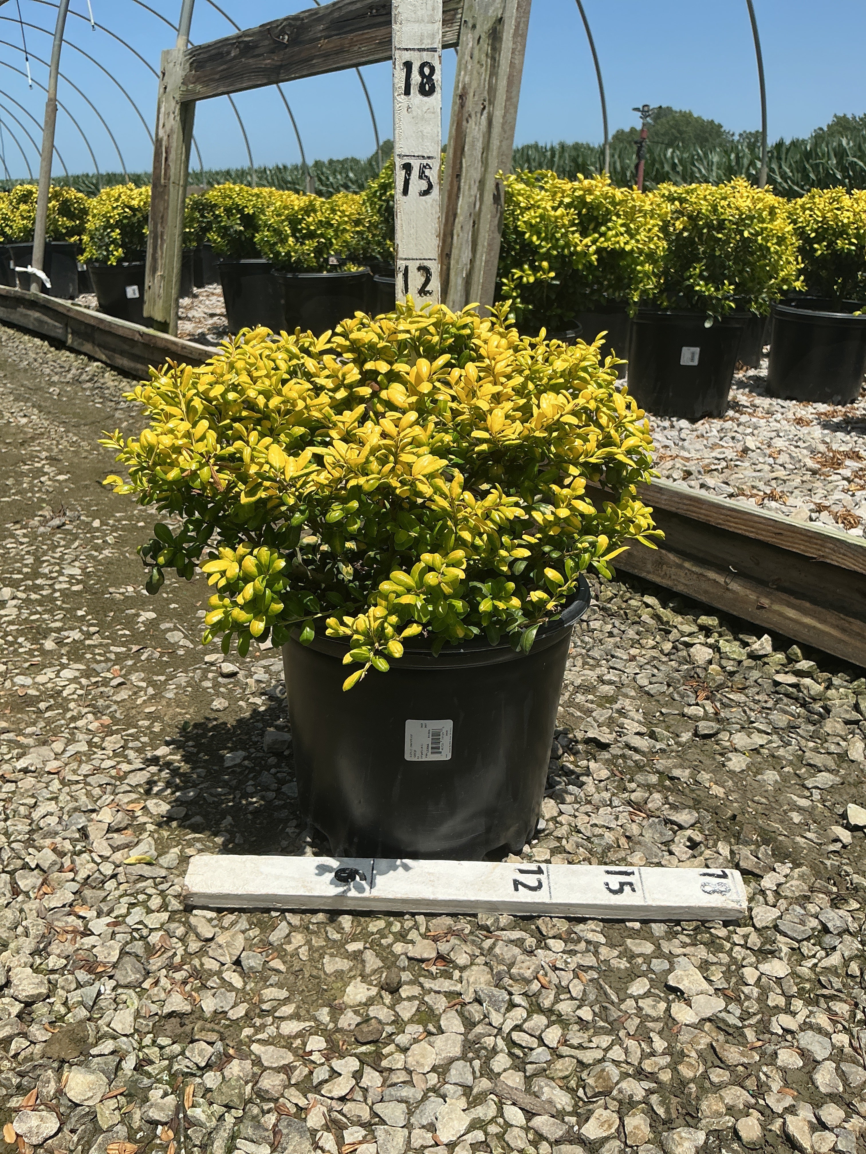 Ilex crenata 'Drops of Gold'