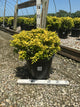 Ilex crenata 'Drops of Gold'
