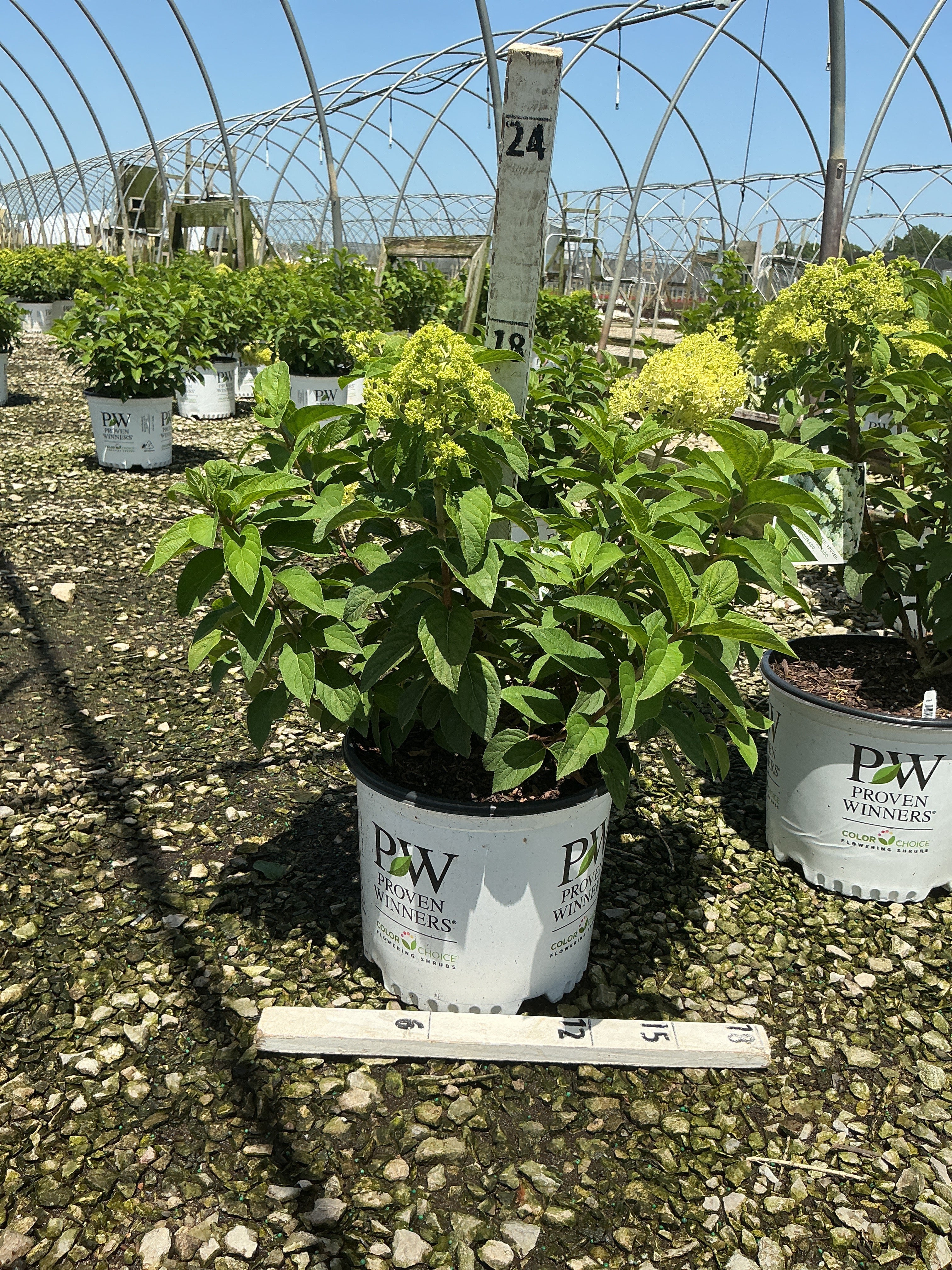 Hydrangea paniculata 'Bobo'