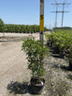 Wisteria macrostachya 'Blue Moon'
