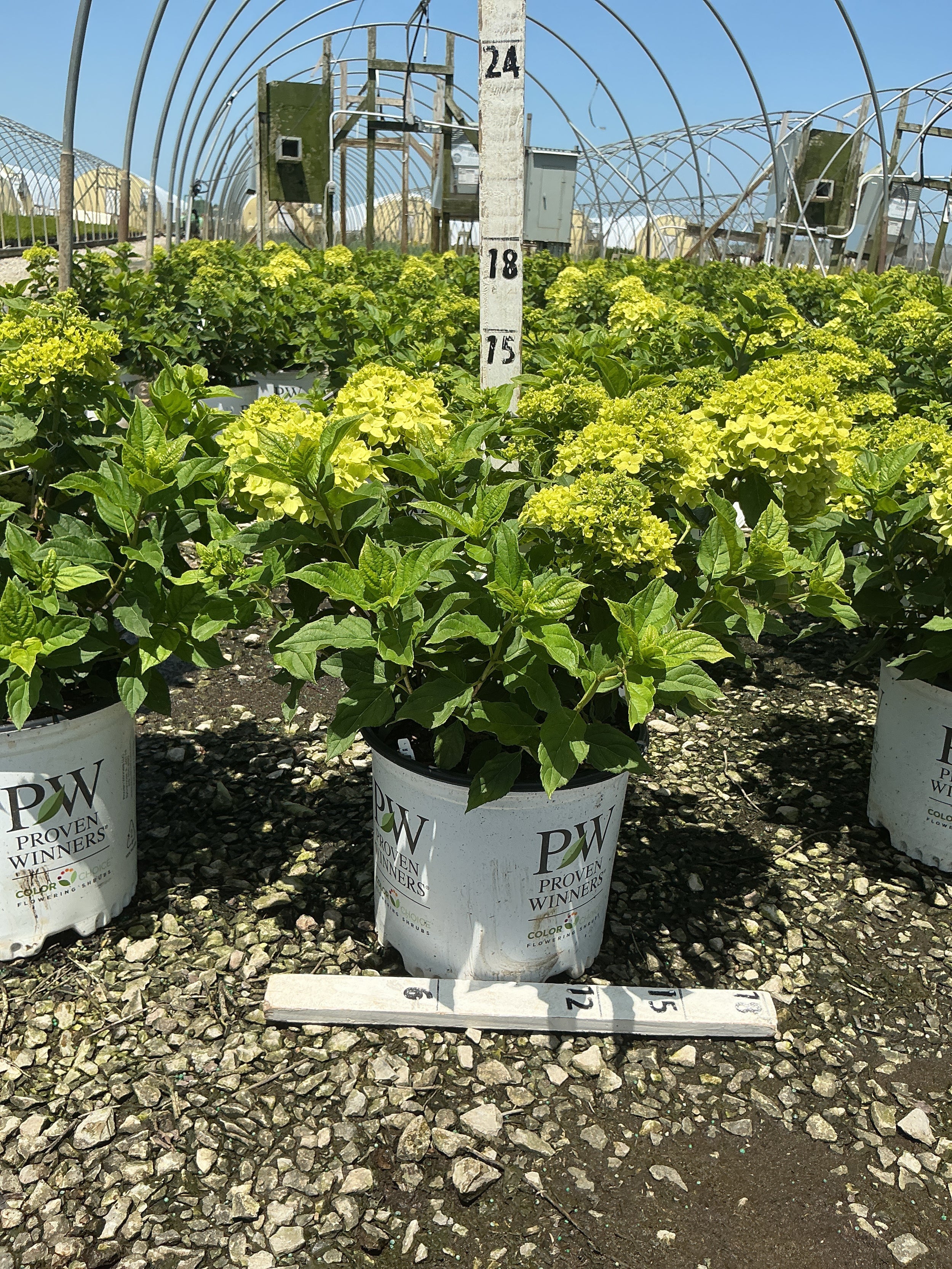 Hydrangea paniculata 'Jane'