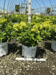 Hydrangea paniculata 'Jane'