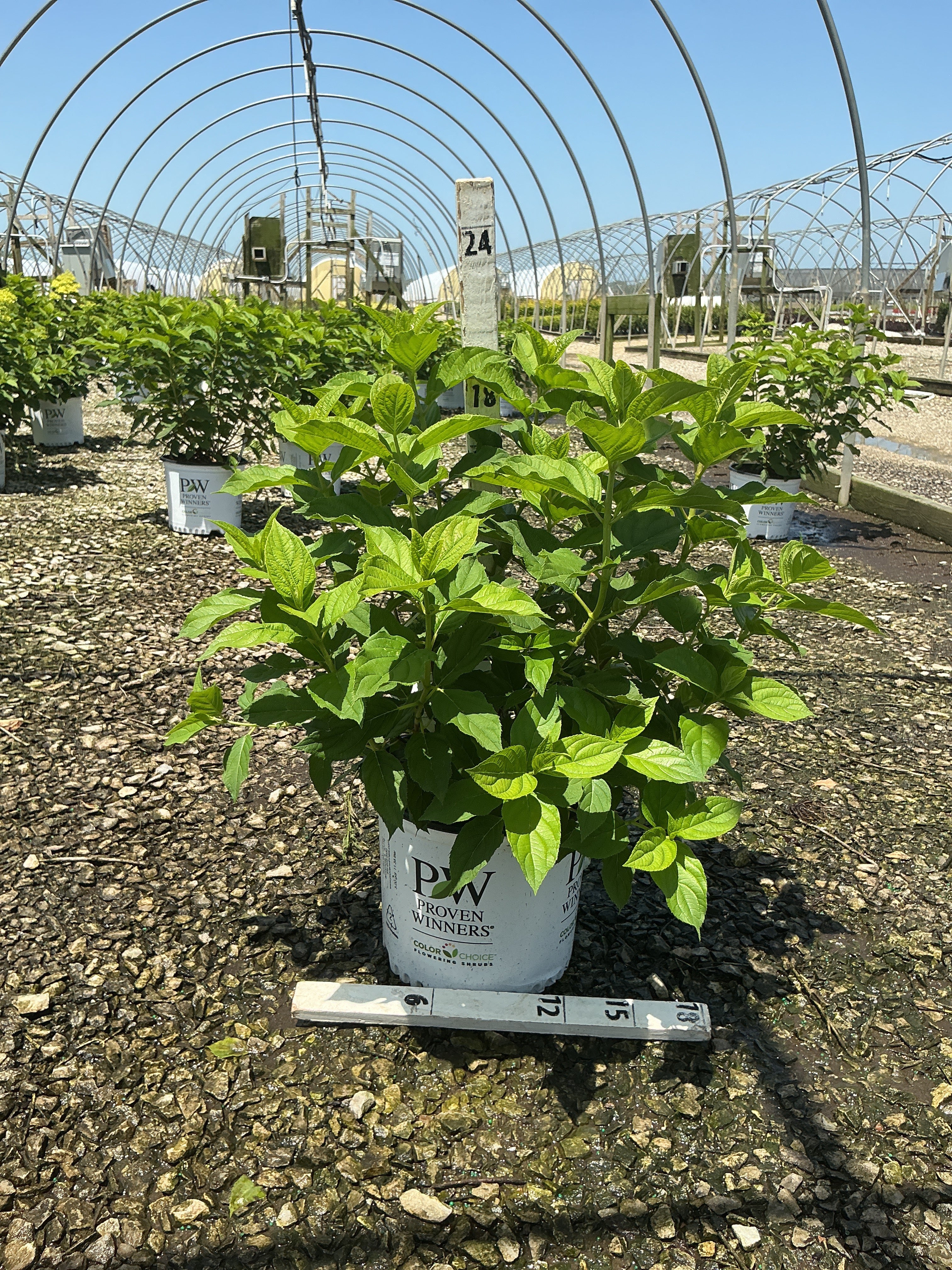 Hydrangea paniculata 'Zwijnenburg'