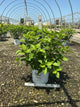 Hydrangea paniculata 'Zwijnenburg'