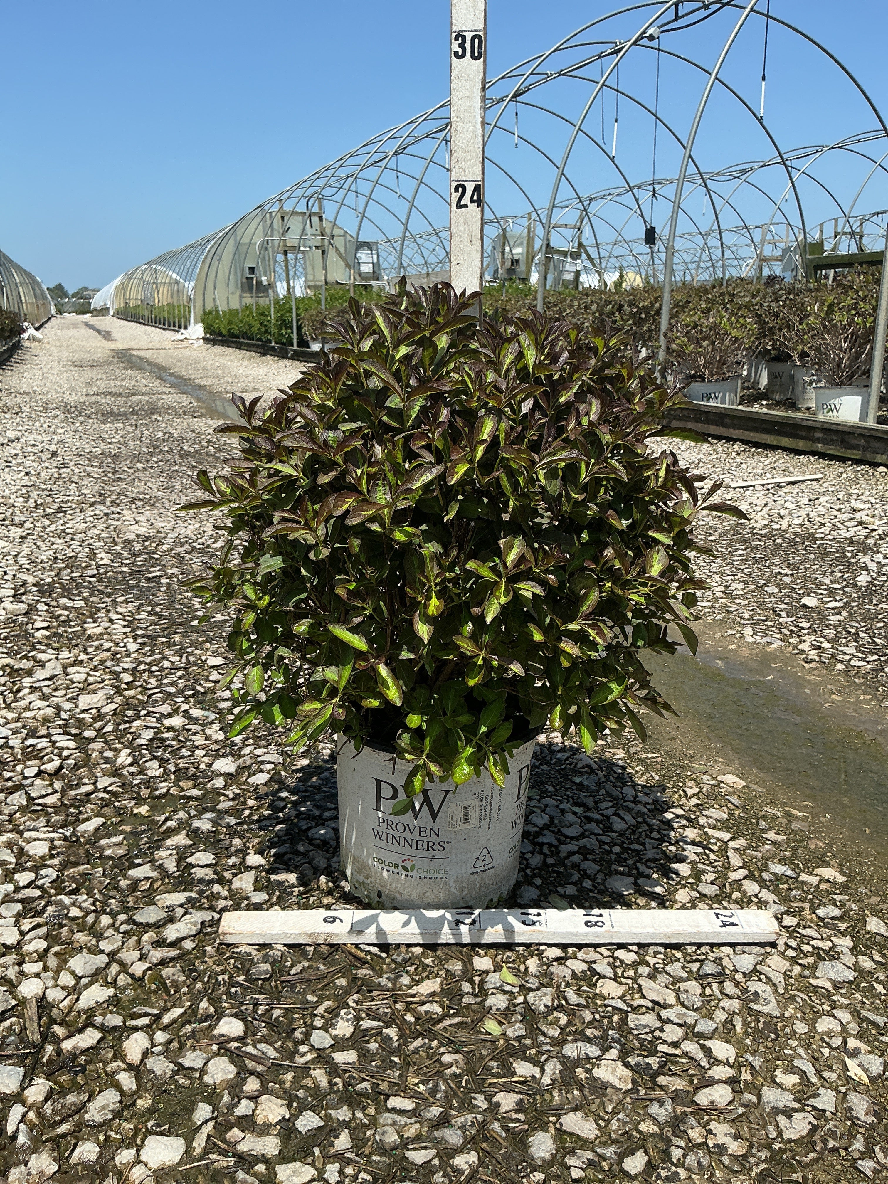 Weigela florida 'Vinho Verde'