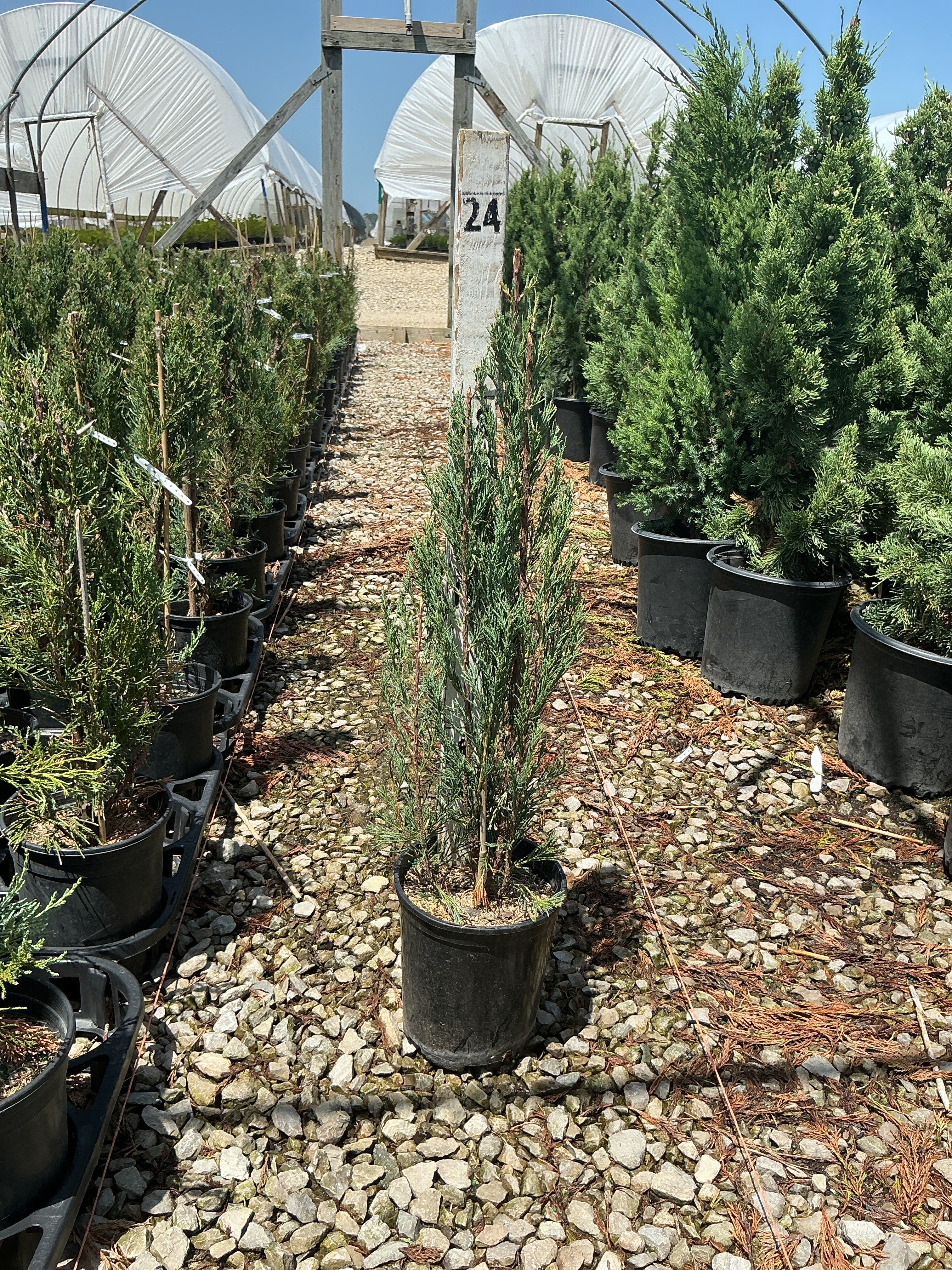 Juniperus scopulorum 'Skyrocket'