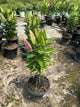 Lilium orientalis 'After Eight'