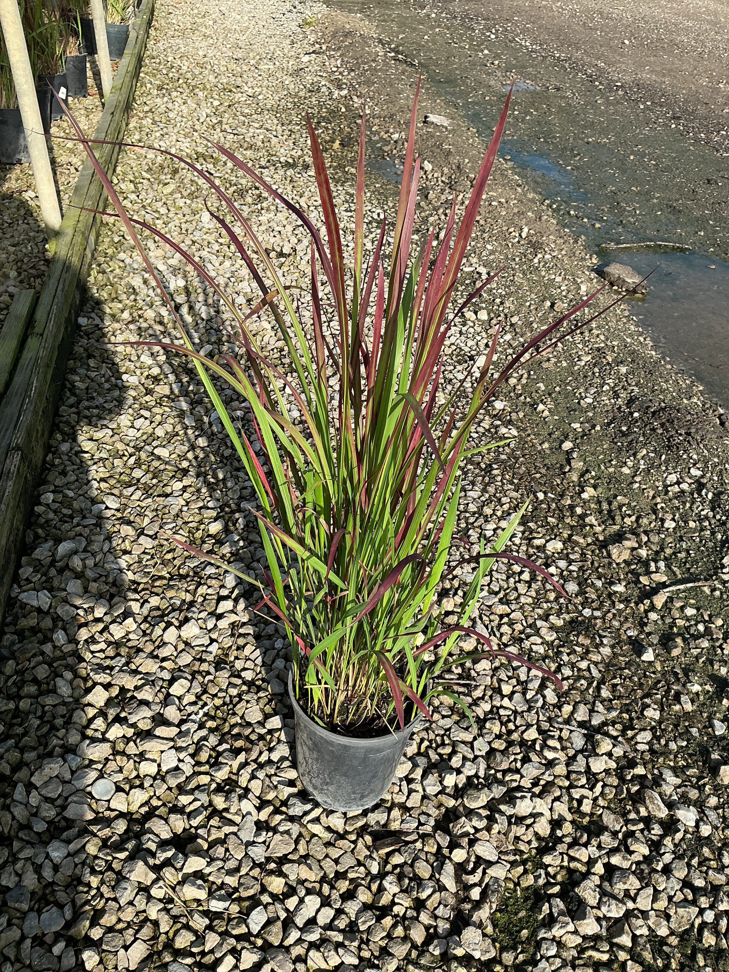 Imperata koenigii 'Red Baron'