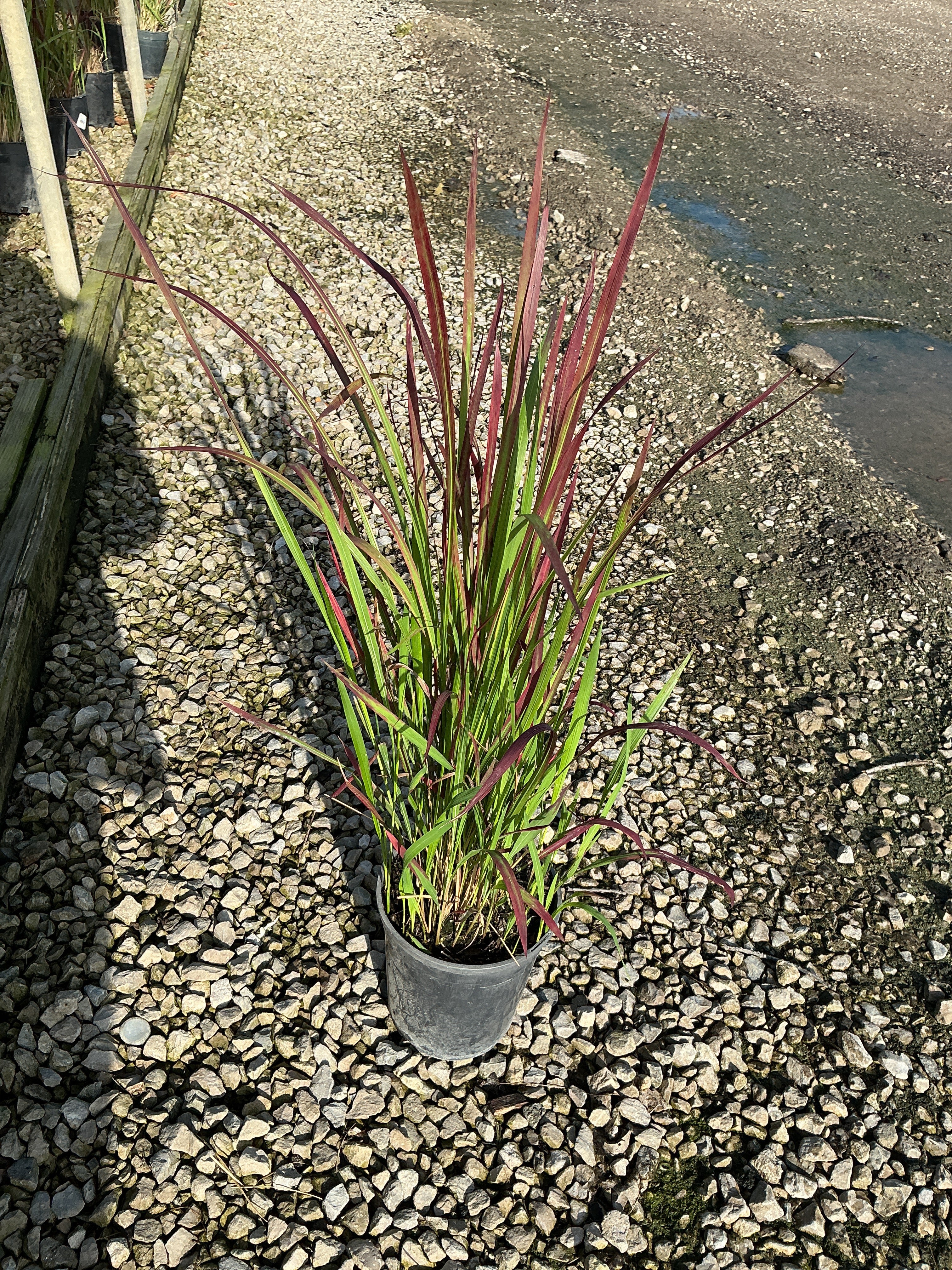 Imperata koenigii 'Red Baron'
