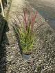 Imperata koenigii 'Red Baron'