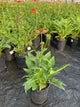 Echinacea artisan 'Soft Orange'