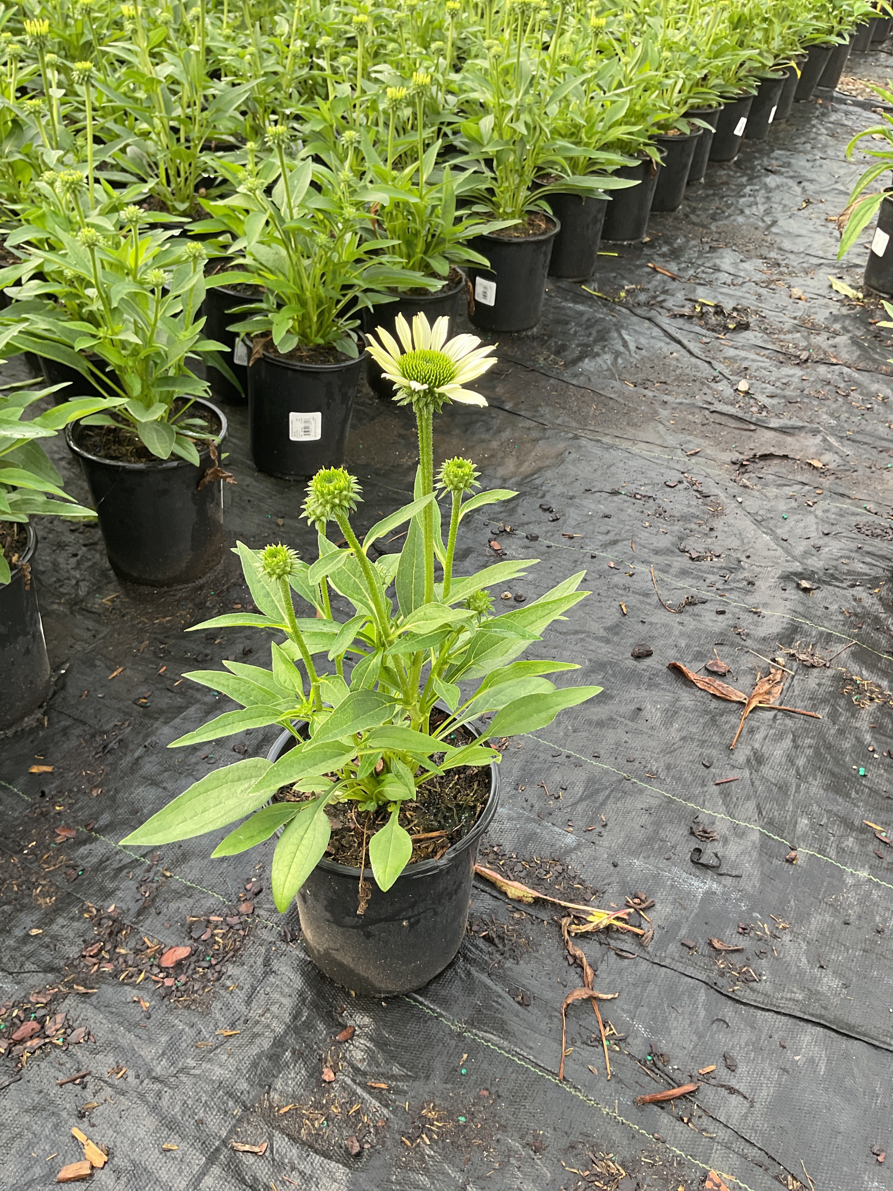 Echinacea Kismet® White ‘ECKW’