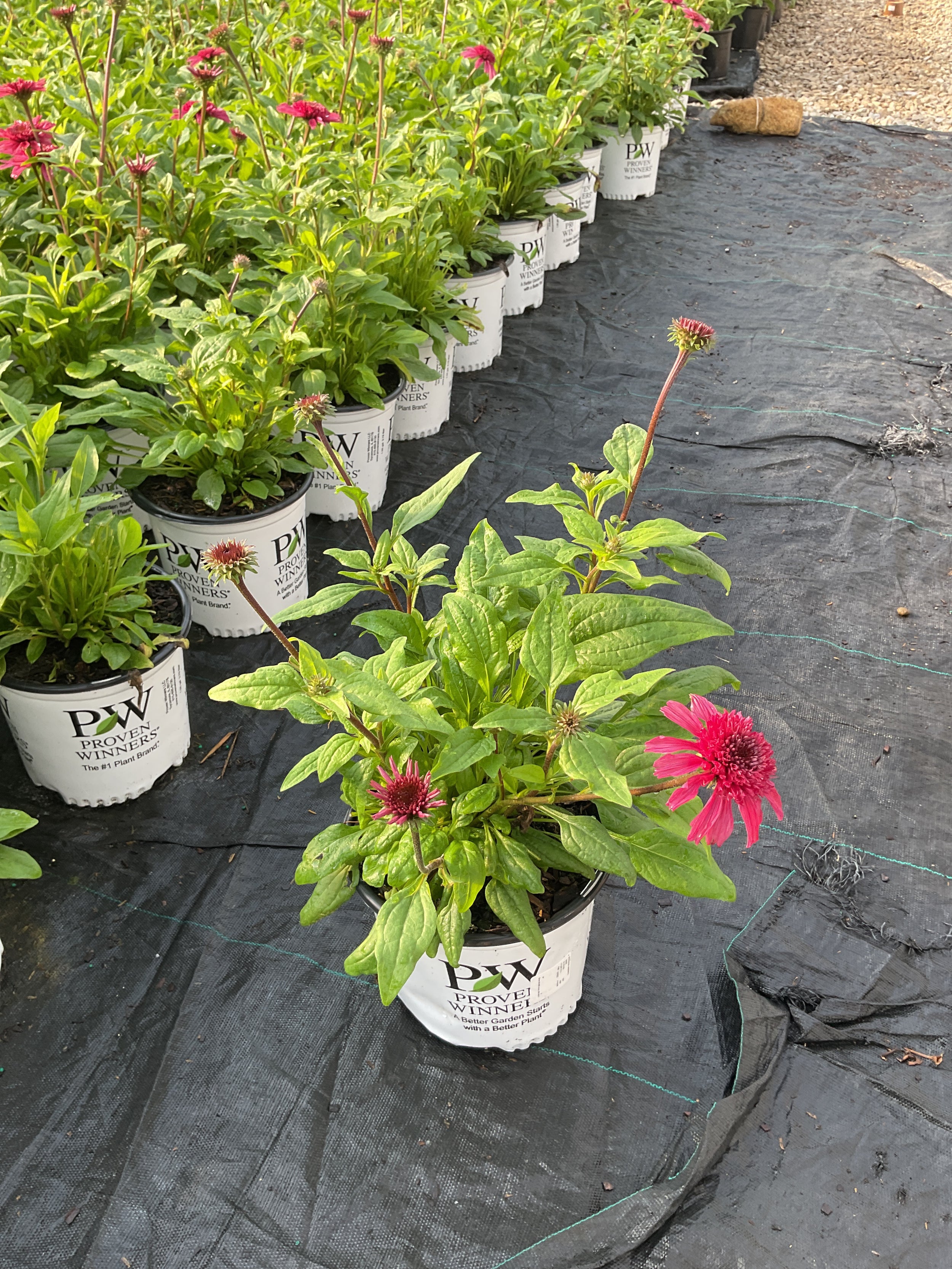 Echinacea 'Raspberry Beret'