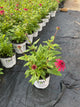 Echinacea 'Raspberry Beret'