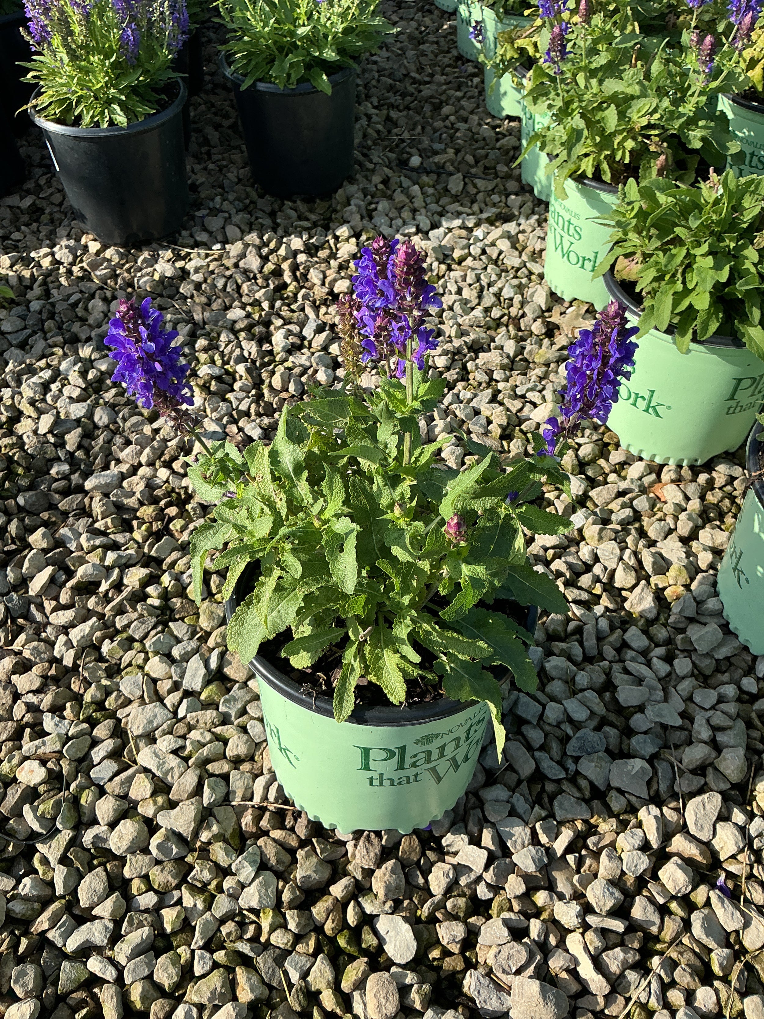 Salvia nemerosa 'Blue Marvel'
