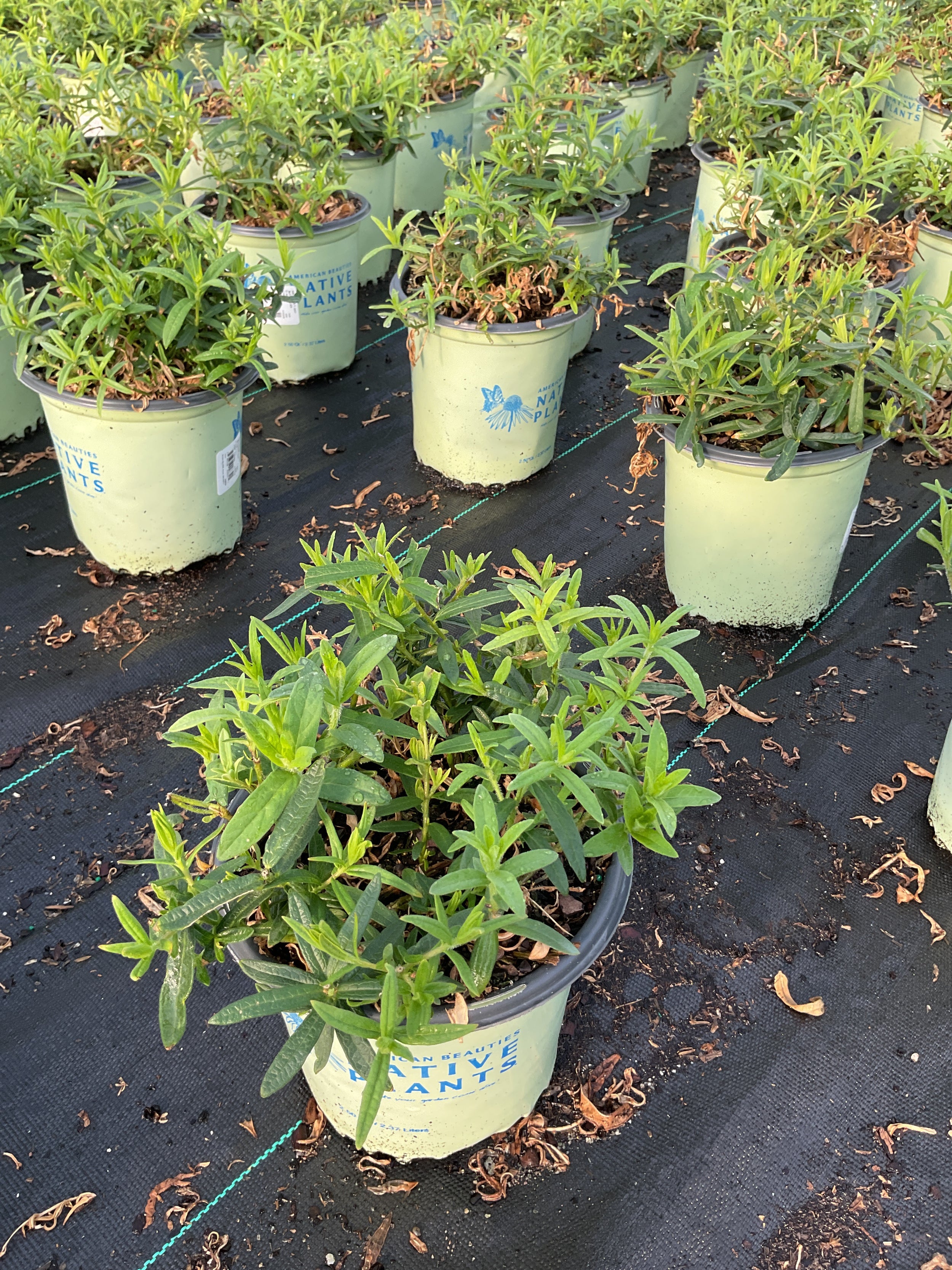 Asclepias tuberosa 'Gay Butterflies'
