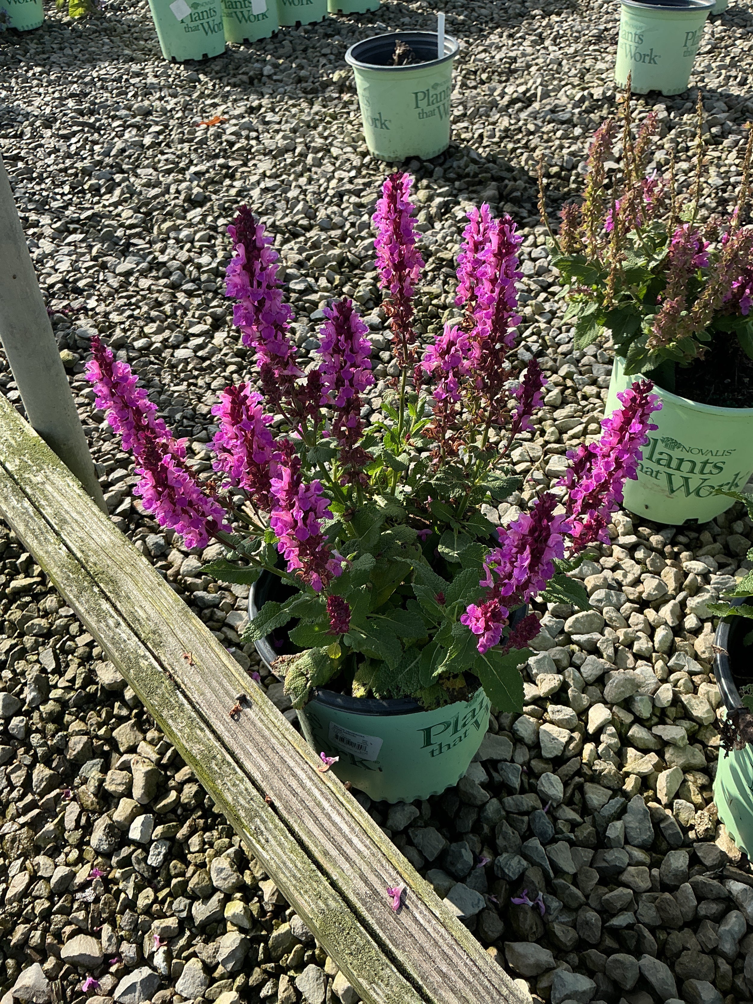 Salvia nemerosa 'Rose Marvel'