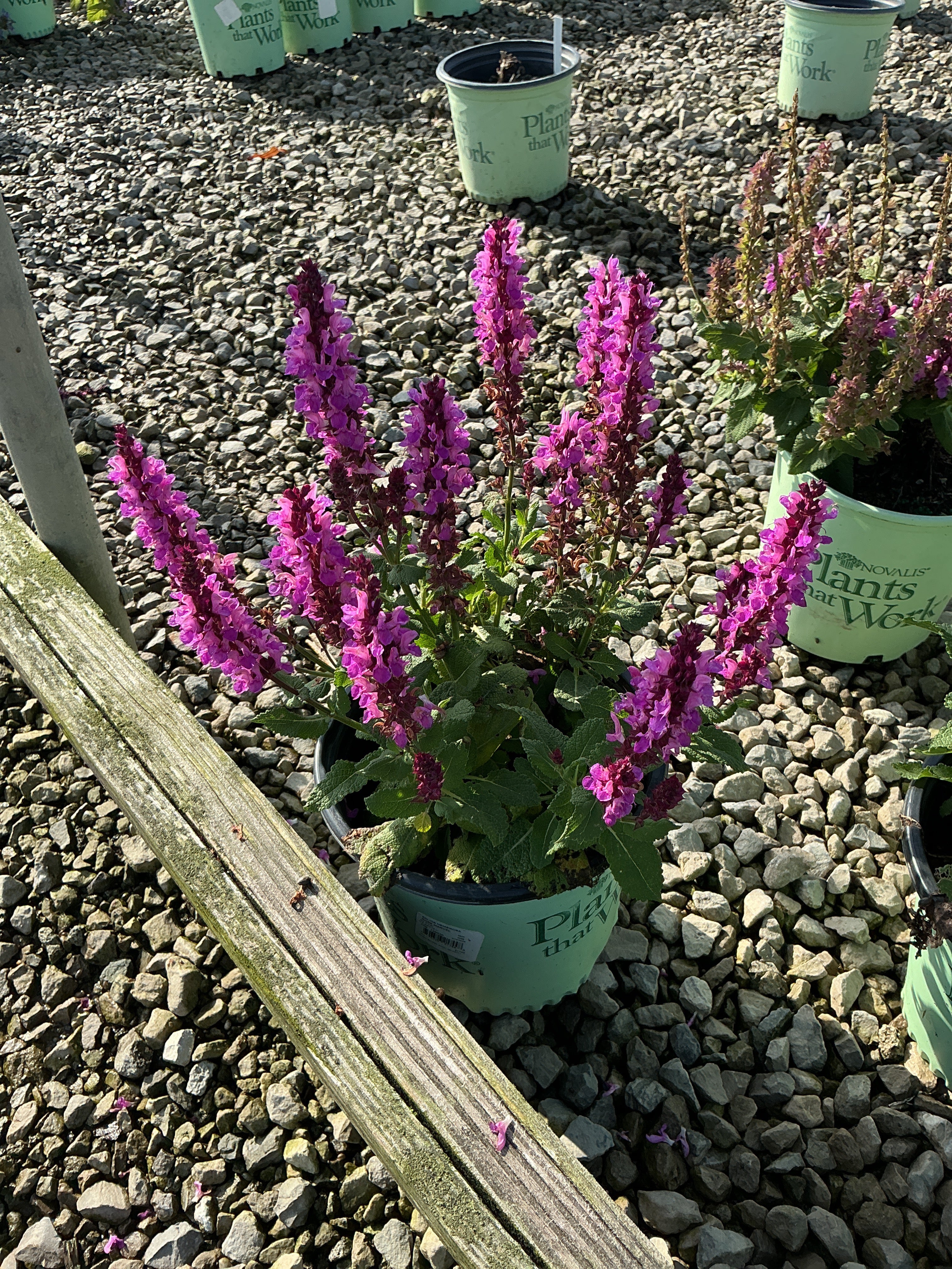 Salvia nemerosa 'Rose Marvel'