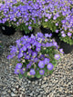 Campanula carpatica 'Rapido Blue'
