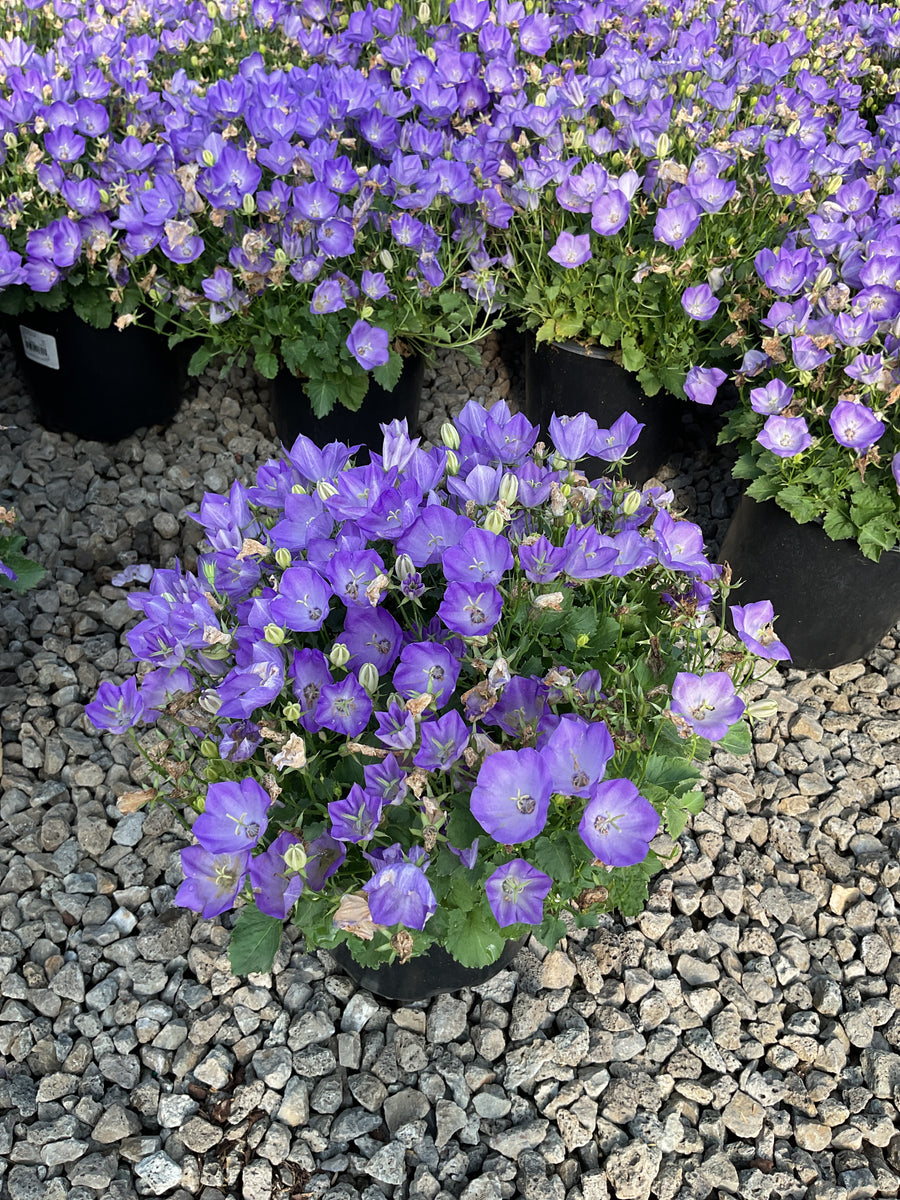Campanula carpatica 'Rapido Blue' â€” 19CM