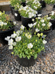 Campanula carpatica 'Rapido White'