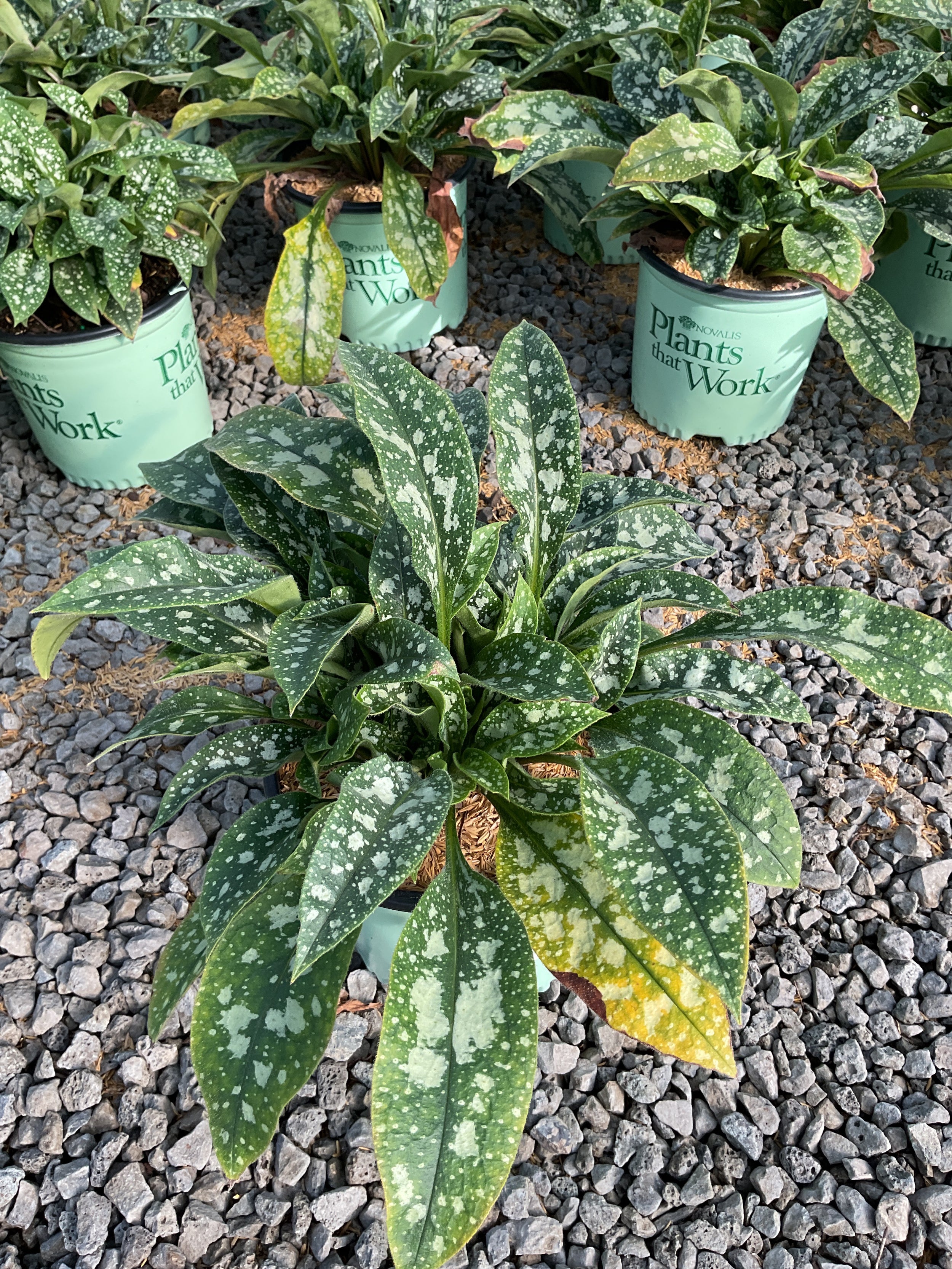 Pulmonaria twinkle 'Toes'