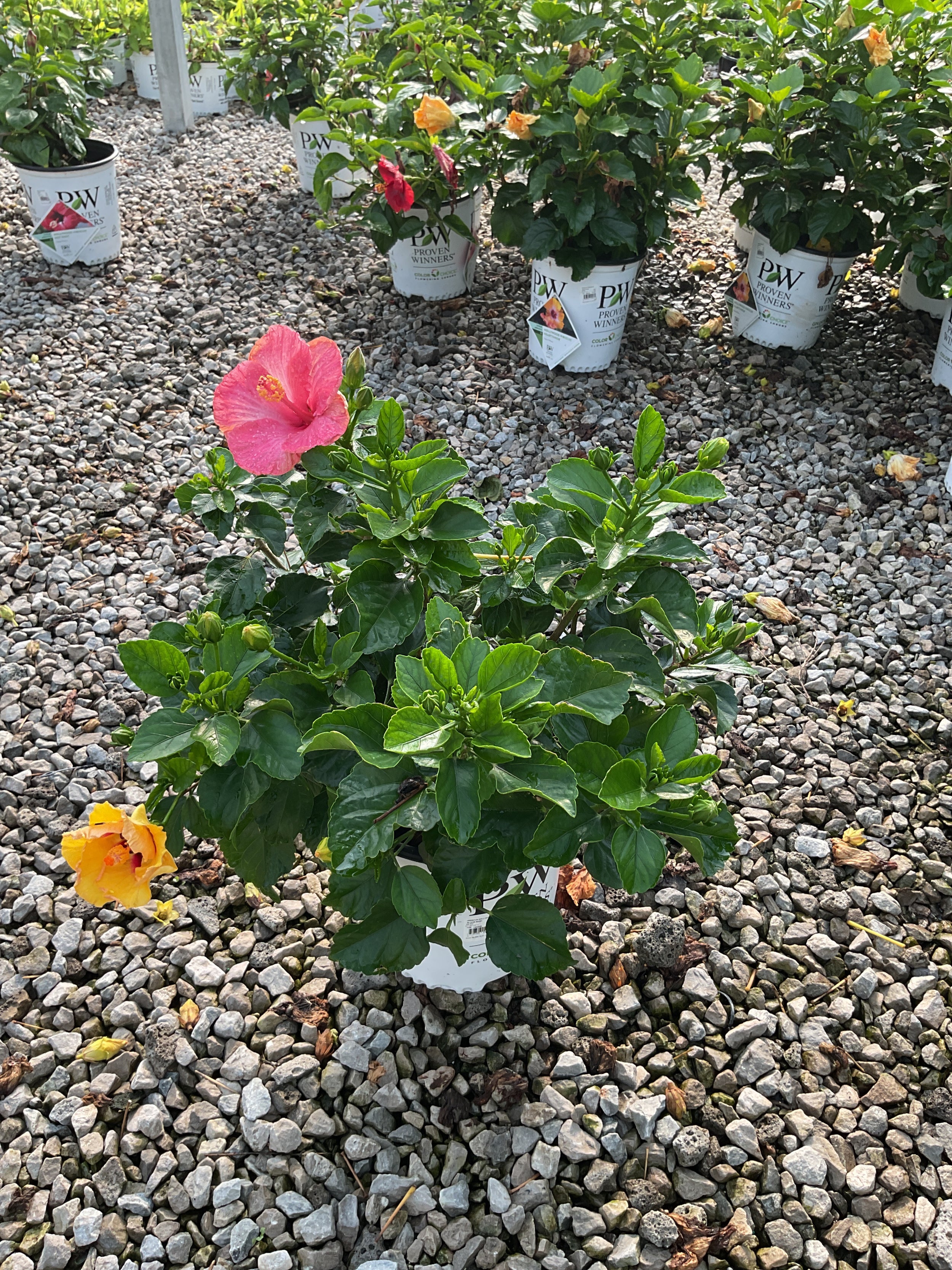 Hibiscus rosa-sinensis Bloom Bash™ (AH-64)