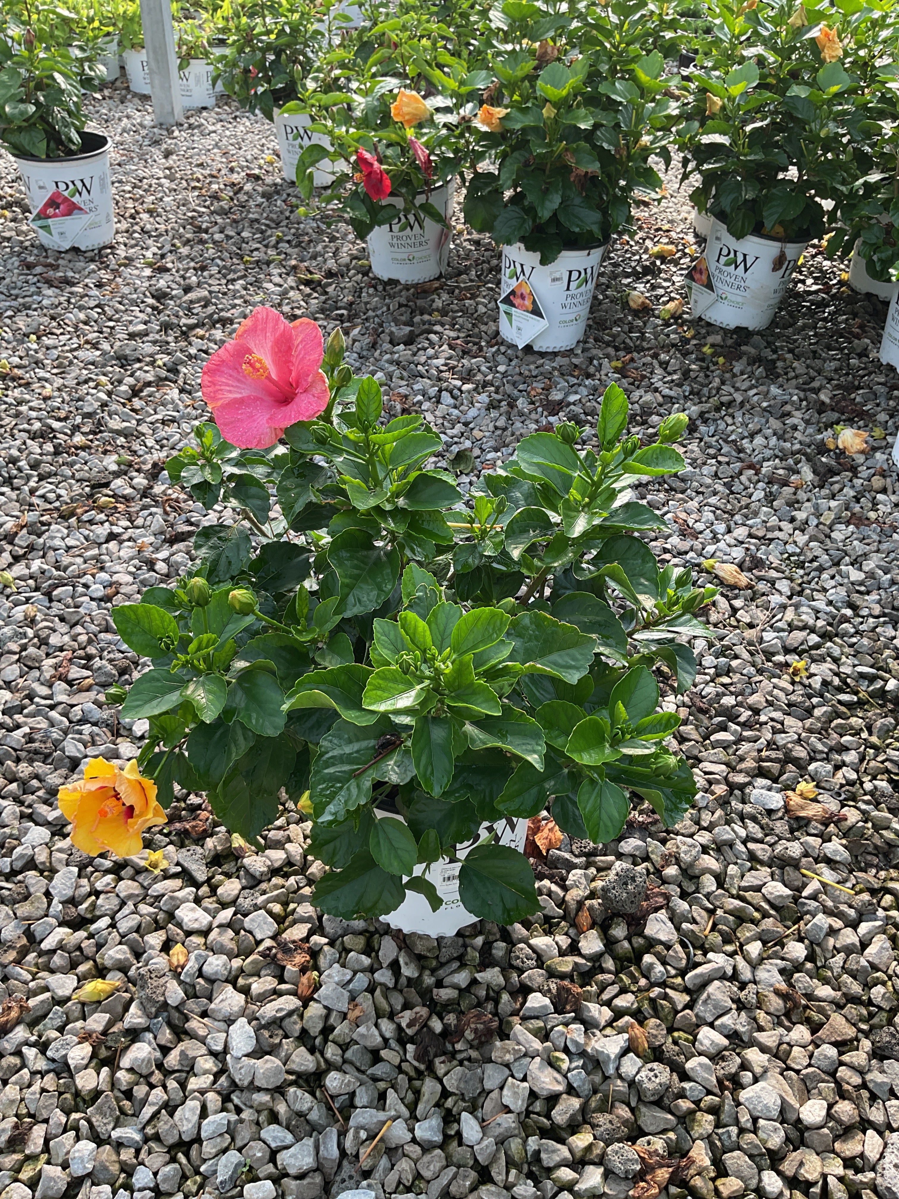 Hibiscus rosa-sinensis Bloom Bash™ (AH-64)