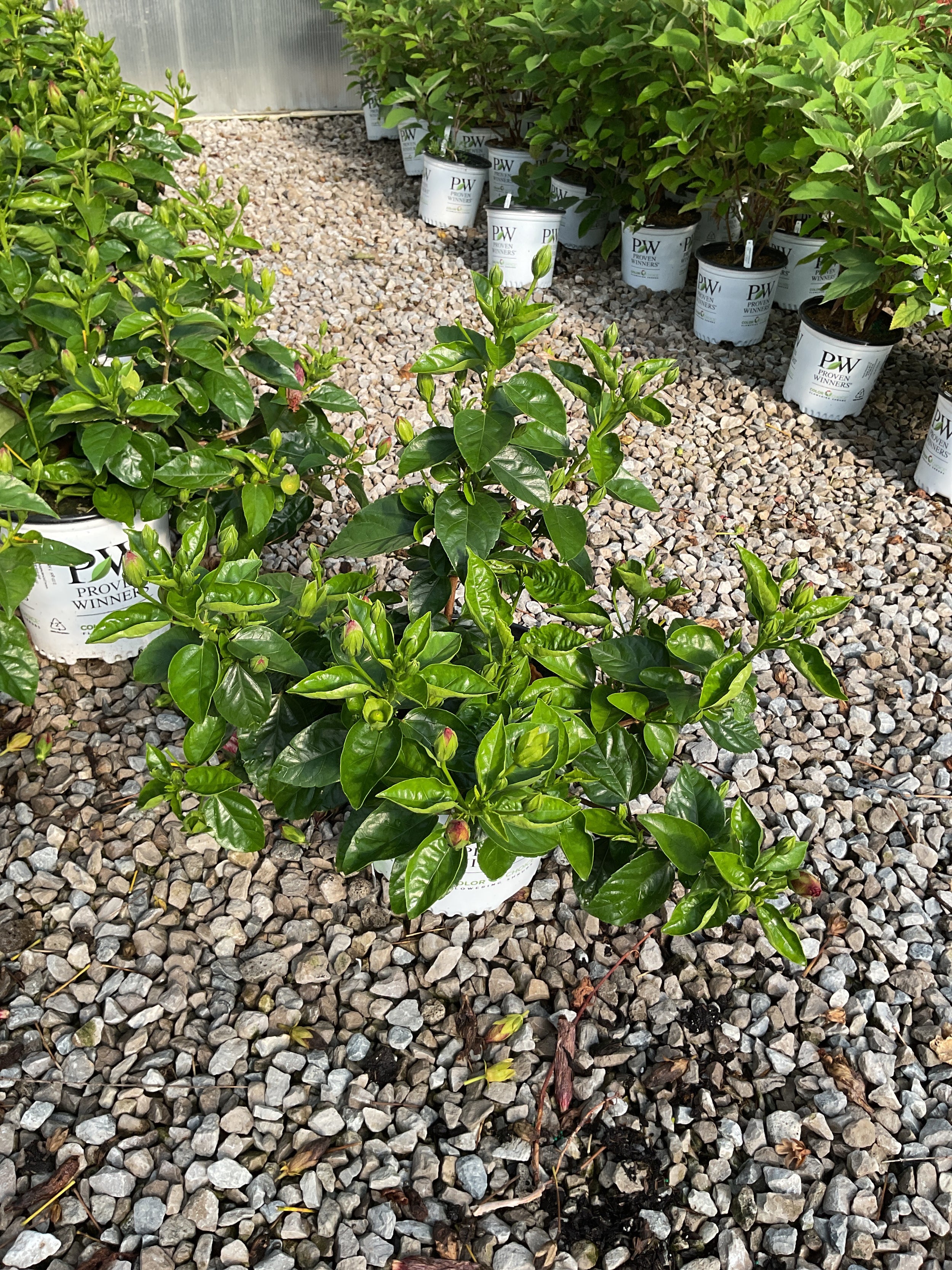Hibiscus rosa-sinensis Hot Shot™