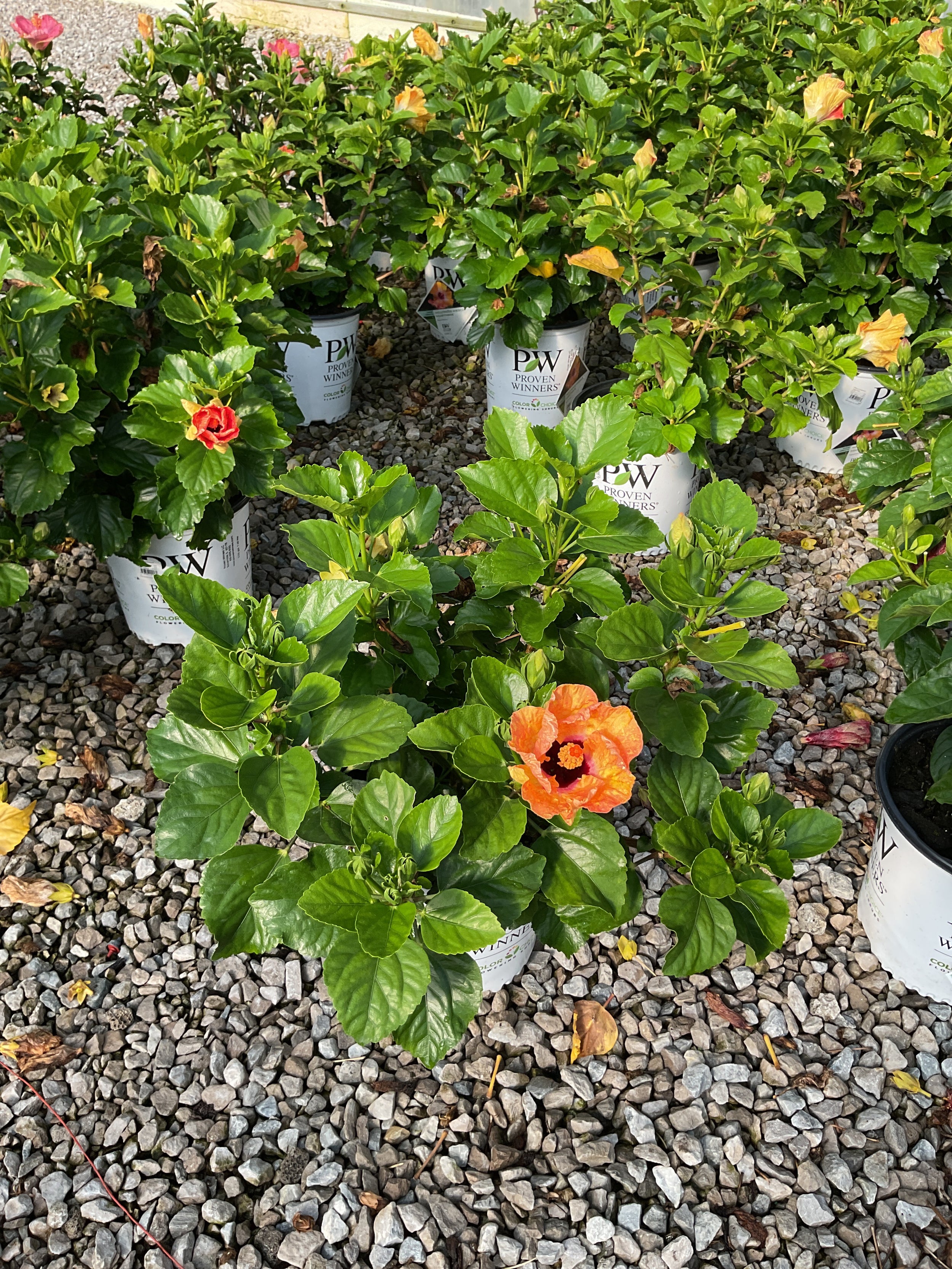 Hibiscus rosa-sinensis Heartthrob™