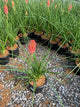 Kniphofia redhot 'Red Hot Popsicle'
