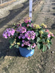 Hydrangea macrophylla 'Pop Star'