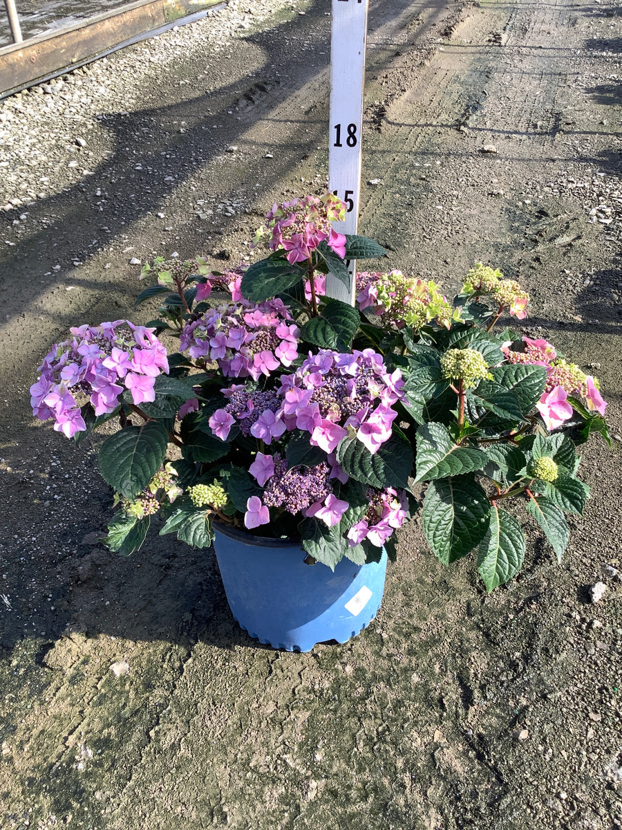 Hydrangea macrophylla 'Pop Star' â€” G3 ES