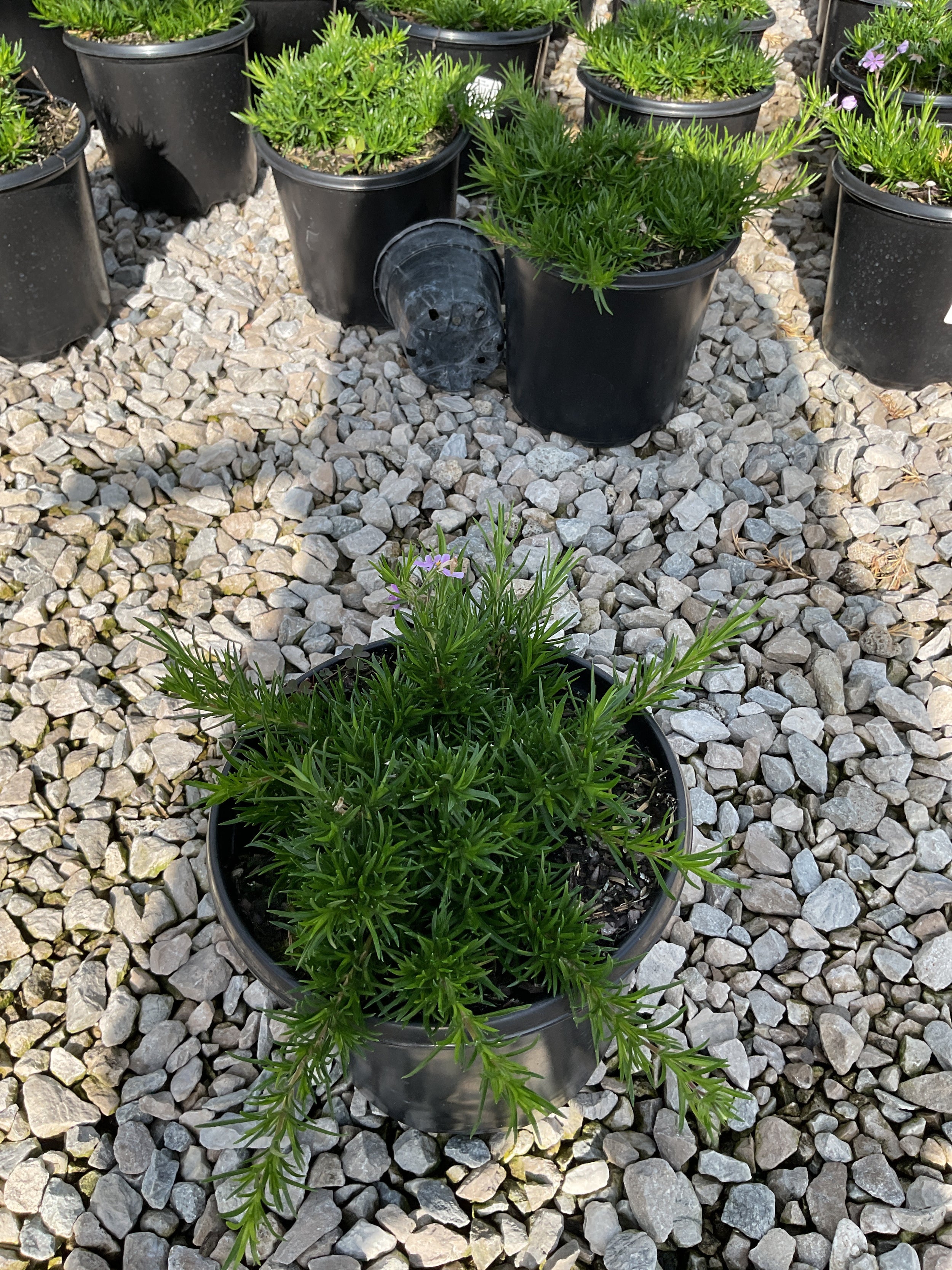 Phlox subulata 'Emerald Blue'