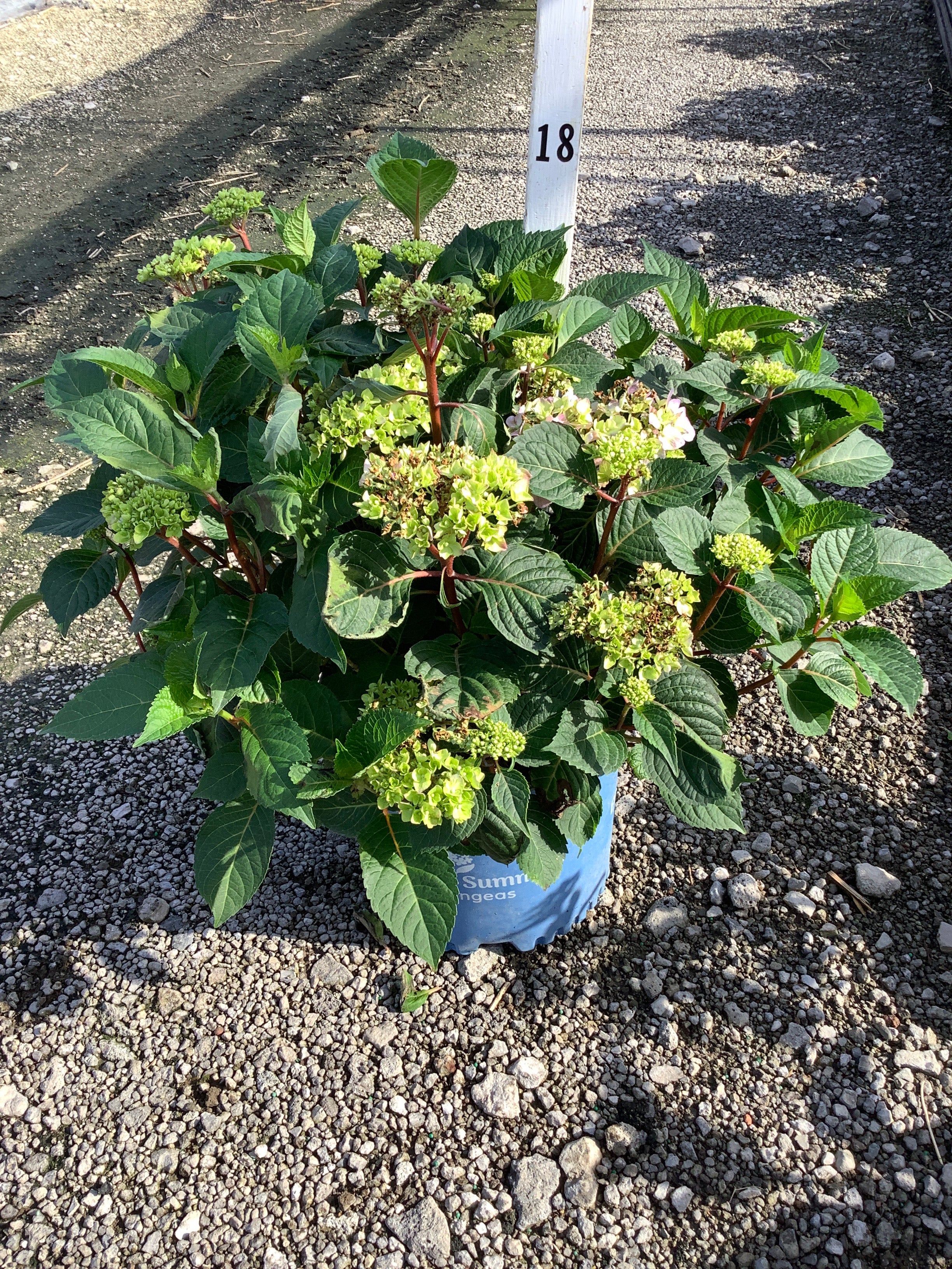 Hydrangea macrophylla 'Bloomstruck'